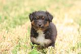 BERGER AUSTRALIEN PUPPIES 847